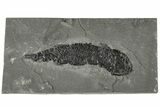 Devonian Lobe-Finned Fish (Osteolepis) - Scotland #206429-1